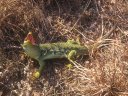 Lézard ocellé - <em>Timon lepidus</em> (ex. <em>Lacerta lepida</em>) - Ce Lézard vert méridional est très impressionant. Il se reconnait par   ses taches bleutées sur ses flancs (ocelles) et des striations faites   d'écailles noires. Se nourrit d'Insectes. Animal protégé. [9575 views]