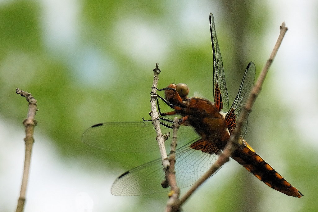 Libellule déprimée femelle (<em>Libellula depressa</em> Linnaeus, 1758) :  de taille   moyenne, cette libellule a un corps trapu d'environ 35 mm de long.   L'envergure est d'environ 75 mm. Son abdomen est court et fortement aplati,   d'où son nom. Les quatre ailes portent à leur base un triangle brun bien   net.  Le <a href='https://phototheque.enseigne.ac-lyon.fr/photossql/photos.php?RollID=images&FrameID=libellule_deprimee_male'>mâle</a> possède un abdomen bleu clair, celui de la femelle est brun-jaune.  Largement répandue dans toute l'Europe sauf à l'extrême nord, elle fréquente   les pièces d'eaux dormantes petites ou moyennes, ou elle chasse à l'affût,   souvent perchée sur un support au bord de l'eau.