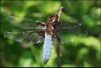 Libellule déprimée mâle (<em>Libellula depressa</em> Linnaeus, 1758) :  de taille   moyenne, cette libellule a un corps trapu d'environ 35 mm de long.   L'envergure est d'environ 75 mm. Son abdomen est court et fortement aplati,   d'où son nom. Les quatre ailes portent à leur base un triangle brun bien   net.  Le mâle possède un abdomen bleu clair, celui de la <a href='https://phototheque.enseigne.ac-lyon.fr/photossql/photos.php?RollID=images&FrameID=libellule_deprimee'>femelle</a> est brun-jaune.  Largement répandue dans toute l'Europe sauf à l'extrême nord, elle fréquente   les pièces d'eaux dormantes petites ou moyennes, ou elle chasse à l'affût,   souvent perchée sur un support au bord de l'eau. [8303 views]