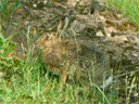 Le lièvre d'Europe (<em>Lepus europaeus</em>) ressemble au lapin mais il est beaucoup plus grand et longiligne (poids moyen des animaux adultes en France : 3.8 kg pour le lièvre d'Europe, contre 1.4 kg pour le lapin de garenne).

Les oreilles du lièvre sont très nettement plus longues que celles du lapin de garenne. Leurs extrémités, ainsi que le dessus de la queue, sont noirs. [23310 views]
