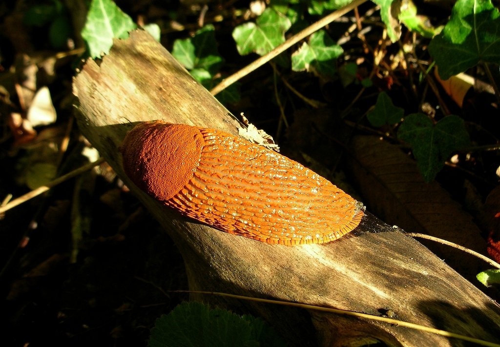 La limace rouge (<em>Arion rufus</em>), très fréquente en sous bois. Sa taille peut atteidre 15 cm.