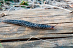 La limace cendrée ou limace léopard (<em>Limax maximus</em>, Mollusque, Gastéropode)  peut atteindre 15 à 20 cm. Elle doit son nom à son bouclier tacheté.  On la trouve souvent dans le vieux bois. Elle se nourrit surtout de  champignons. [25995 views]