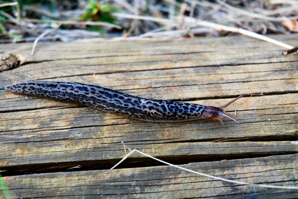 La limace cendrée ou limace léopard (<em>Limax maximus</em>, Mollusque, Gastéropode)  peut atteindre 15 à 20 cm. Elle doit son nom à son bouclier tacheté.  On la trouve souvent dans le vieux bois. Elle se nourrit surtout de  champignons.