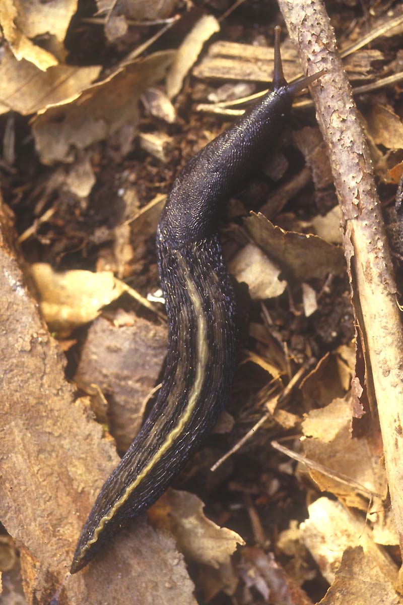 <em>Limax cinereoniger</em> - Limace noir-cendrée, commune dans les sous-bois (sauf dans le Sud-Ouest) mais aussi en montagne. Peut faire jusqu'à 20 cm.