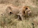 Le Lion (Mammifères, Carnivores, Félidés, <em>Panthera leo</em>) est de couleur unie, brun clair à ocre foncé. A partir de 3 ans, les mâles présentent une crinière. Celle-ci grandit et fonce avec l'âge. Les mâles mesurent environ 120 cm à l'épaule et 170 à 250 cm de longueur. Ils pèsent entre 150 et 250 kg. Ce sont toujours les mâles qui mangent en premier, puis viennent les femelles et les lionceaux. Un lion consomme en moyenne 7 kilos de viande par jour. <A HREF='https://phototheque.enseigne.ac-lyon.fr/photossql/photos.php?RollID=images&FrameID=lionnes'>Voir aussi</A>. [32509 views]