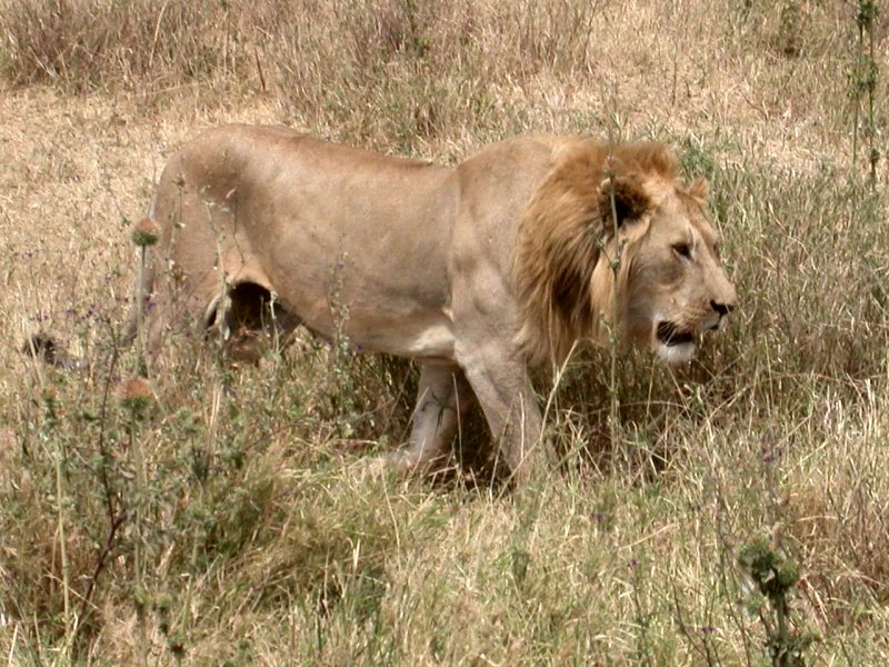 Le Lion (Mammifères, Carnivores, Félidés, <em>Panthera leo</em>) est de couleur unie, brun clair à ocre foncé. A partir de 3 ans, les mâles présentent une crinière. Celle-ci grandit et fonce avec l'âge. Les mâles mesurent environ 120 cm à l'épaule et 170 à 250 cm de longueur. Ils pèsent entre 150 et 250 kg. Ce sont toujours les mâles qui mangent en premier, puis viennent les femelles et les lionceaux. Un lion consomme en moyenne 7 kilos de viande par jour. <A HREF='https://phototheque.enseigne.ac-lyon.fr/photossql/photos.php?RollID=images&FrameID=lionnes'>Voir aussi</A>.