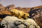 Lion des cavernes, <em>Panthera spelaea</em>. Ce grand félin peuplait les régions du nord de l'Europe et de l'Asie et de l'Amérique du Nord. Cette espèce, dont les plus anciens fossiles datent du Pléistocène moyen (300 000 ans)  a complètement disparu il y a plus de 10.000 ans. Les lions des cavernes étaient plus gros que les lions actuels : on a trouvé à Bottrop en Allemagne des empreintes de pas fossiles (datées aux alentours de -40 000 ans) qui mesurent 12 à 14 cm de long pour une largeur de 12, 5 à 15 cm (à comparer aux 11 cm de long et 12 cm de large des lions mâles actuels).  [25281 views]