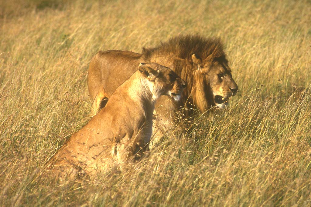 Lion et lionne (<em>Panthera leo</em>).