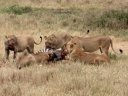 Les lionnes (Mammifères, Carnivores, Félidés, <em>Panthera leo</em>) mesurent 107 cm au garot pour une longueur de 140 à 175 cm. Elles pèsent 120 à 180 kilos. En général, ce sont les lionnes qui vont chasser mais ce sont toujours les mâles qui mangent en premier, puis viennent les femelles et les lionceaux. <A HREF='https://phototheque.enseigne.ac-lyon.fr/photossql/photos.php?RollID=images&FrameID=lion'>Voir aussi</A>. [32754 views]