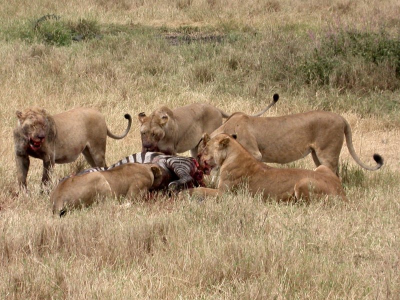 Les lionnes (Mammifères, Carnivores, Félidés, <em>Panthera leo</em>) mesurent 107 cm au garot pour une longueur de 140 à 175 cm. Elles pèsent 120 à 180 kilos. En général, ce sont les lionnes qui vont chasser mais ce sont toujours les mâles qui mangent en premier, puis viennent les femelles et les lionceaux. <A HREF='https://phototheque.enseigne.ac-lyon.fr/photossql/photos.php?RollID=images&FrameID=lion'>Voir aussi</A>.