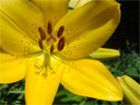 Fleur de lys : <em>Lilium longiflorum</em>, famille des Liliacées. Cette fleur à corolle jaune montre le pistil entouré de ses six étamines. Les grains de pollen sont bien visibles sur les anthères.  [26592 views]