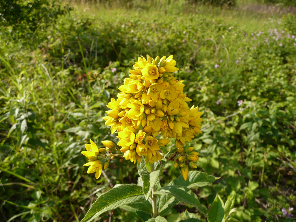 La lysimaque commune (<em>Lysimachia vulgaris</em>) encore appelée grande lysimaque est une plante herbacée vivace que l'on trouve dans les prairies humides et sur les berges des rivières.

