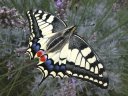 <em>Papilio machaon</em> - Machaon ou Grand Porte-queue, superbe papillon. Pond sur des Ombellifères. [30101 views]
