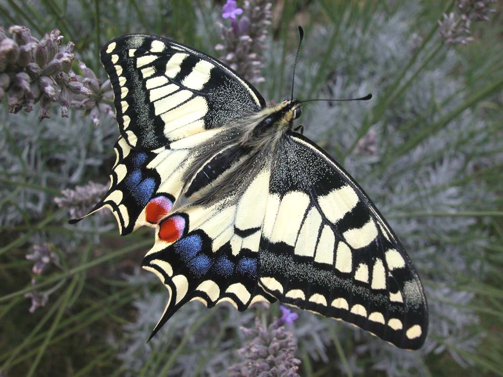 <em>Papilio machaon</em> - Machaon ou Grand Porte-queue, superbe papillon. Pond sur des Ombellifères.