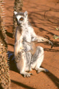 Maki (<em>Lemur catta</em>) se chauffant au soleil matinal. Bien qu'arboricole, il passe d'assez longs moments à terre, se déplaçant à quatre pattes, ou se chauffant au soleil levant, dans une position proche de celle d'un yogi. [24085 views]