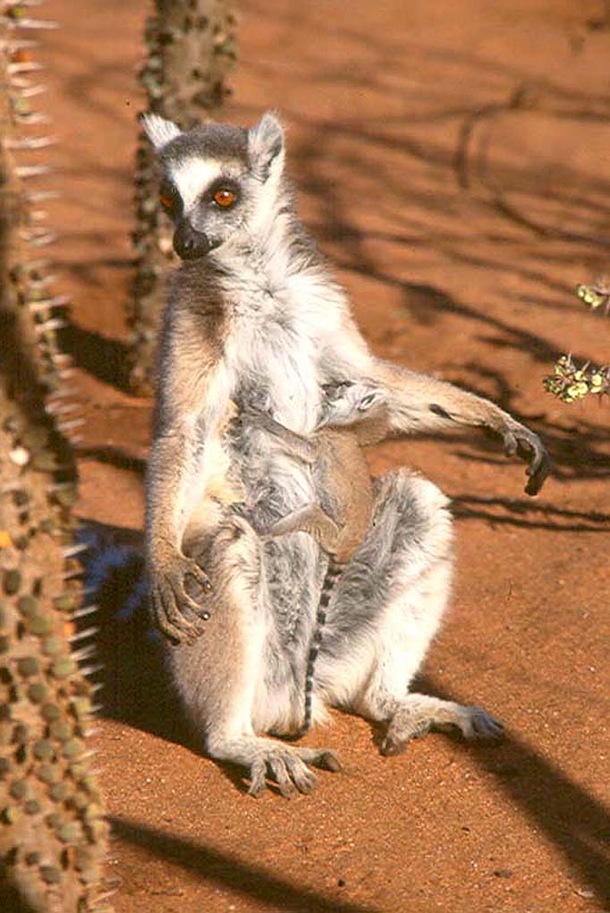 Maki (<em>Lemur catta</em>) se chauffant au soleil matinal. Bien qu'arboricole, il passe d'assez longs moments à terre, se déplaçant à quatre pattes, ou se chauffant au soleil levant, dans une position proche de celle d'un yogi.