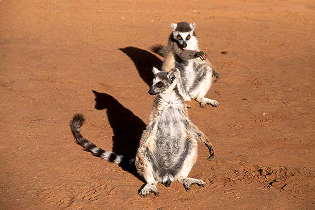Couple de makis (<em>Lemur catta</em>) se chauffant au soleil matinal. Diurnes et agités, les makis concilient une vie collective et une compétition grâce à un code social basé sur des signaux gestuels et odorants.