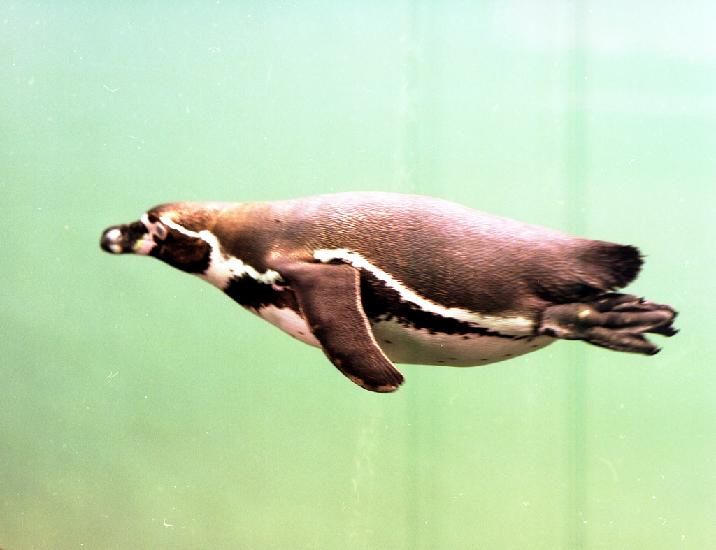 Manchot de Humbolt (<em>Spheniscus humboldti</em>). Les manchots habitent les régions antarctiques (ils n'ont rien à voir avec les Pingouins qui volent alors que les Manchots ne volent pas) et nagent avec aisance. Ils vivent en colonies. L'œuf est pondu dans un nid constitué d'une enceinte de cailloux puis  simplement posé sur les pieds de la femelle et protégé du froid par un repli de peau (l'incubation dure 5 à 6 semaines) au cours desquelles le mâle approvisionne la femelle en nourriture. Les espèces les plus connues sont le Manchot empereur, le Manchot royal.<br />Classification : Tétrapodes / Amniotes / Sauropsides / Diapsides / Archosauriens / Oiseaux / Sphénisciformes