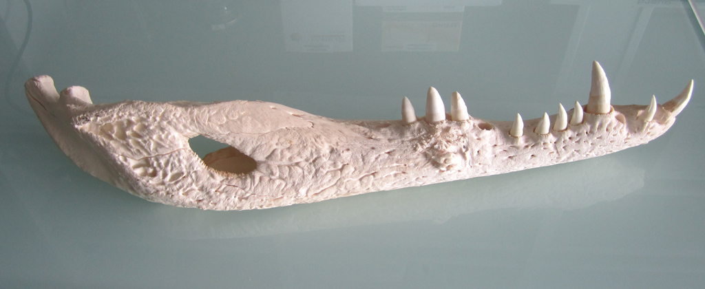 Mandibule de crocodile. Les dents des crocodiles se renouvellent constamment. La nouvelle dent croît sous l'ancienne et finit par la déchausser et prendre sa place. On remarque une fenêtre latéro-postérieure sur la mandibule, qui est un caractère dérivé propre aux archosaures (oiseaux et crocodiles).