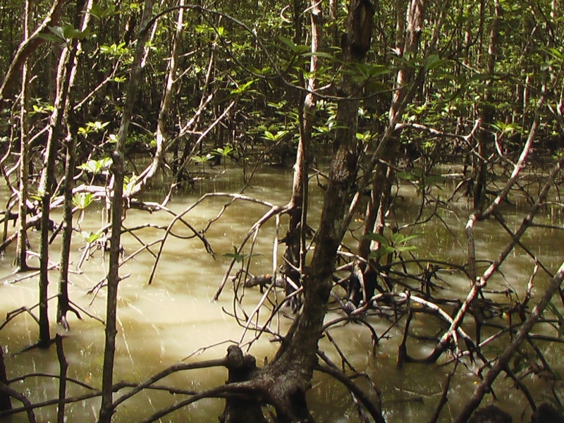 Mangrove : association végétale de la zone de balancement des marées. En Malaisie, la mangrove est essentiellement composée d'arbres du genre <em>Rhizophora</em>. Le bois est utilisé pour la construction et pour la production de charbon de bois. Ces zones, très productives, servent à l'aquaculture de crevettes, crabes et poissons.