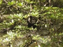 Mangrove : détail d'un palétuvier. En Malaisie, la mangrove est essentiellement composée d'arbres du genre <em>Rhizophora</em>. [8982 views]