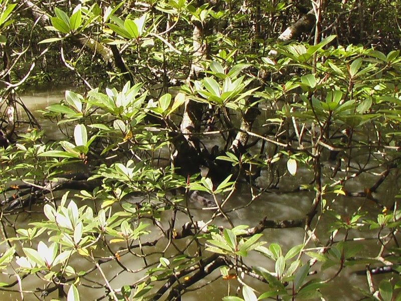 Mangrove : détail d'un palétuvier. En Malaisie, la mangrove est essentiellement composée d'arbres du genre <em>Rhizophora</em>.