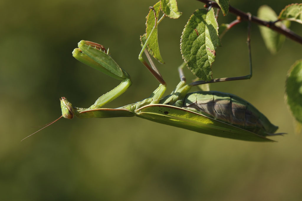 Mante religieuse (<em>Mantis religiosa</em> L., Insecta, Dictyoptera, Mantidae).
