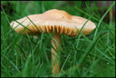 Marasme des Oréades (<em>Marasmius oreades</em>), ou faux mousseron, est un champignon basidiomycète de la famille des Marasmiaceae. [26803 views]