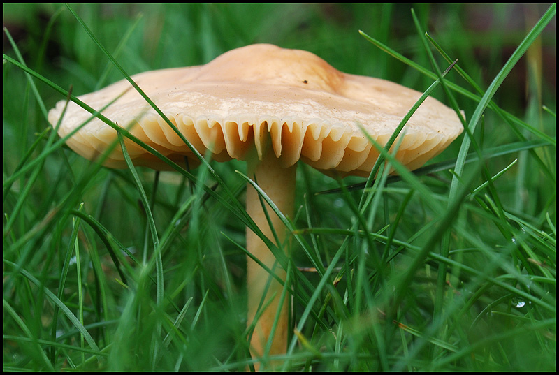 Marasme des Oréades (<em>Marasmius oreades</em>), ou faux mousseron, est un champignon basidiomycète de la famille des Marasmiaceae.