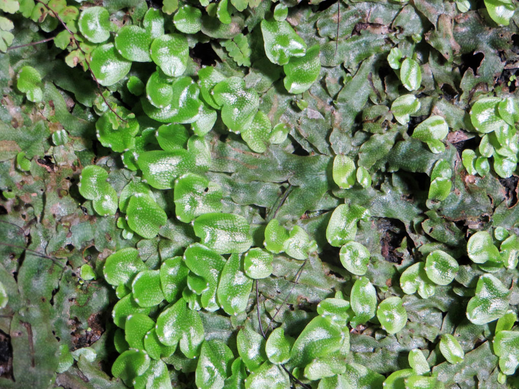 Marchantie (<em>Marchantia sp.</em>). Les marchiantophytes, ou hépatiques, sont des plantes de petite taille, sans racine ni système vasculaire. Elles se développent dans des milieux humides, sur le sol, sur des rochers ou des troncs d'arbre.