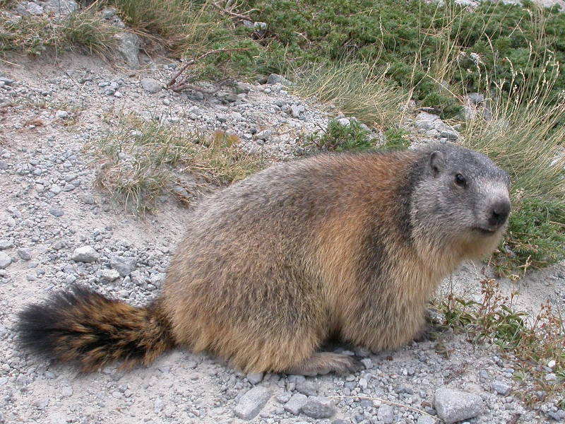 La marmotte (Mammifères, Rongeurs, Sciuridés, <em>Marmota marmota</em>) mesure environ 50 cm et se trouve  dans les Alpes entre 1500 et 3000 m d'altitude. Elle est active durant tout l'été, mais quand vient l'hiver, elle descend dans son terrier et s'endort. Durant l'hibernation, la température du corps s'abaisse jusqu'à 4�C, la respiration et les battements  du cœur se ralentissent considérablement. Elle utilise alors ses réserves de graisse accumulées pendant l'été.
