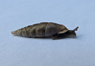 Mollusque gastéropode de la famille des clausilidés. Cette famille d'escargots est caractérisée par une coquille fusiforme et un enroulement sénestre. Le spécimen, collecté dans la litière en sous-bois, pourrait être la grande massue (<em>Macrogastra ventricosa</em>). Longueur de la coquille : 10 mm.
 [23077 views]