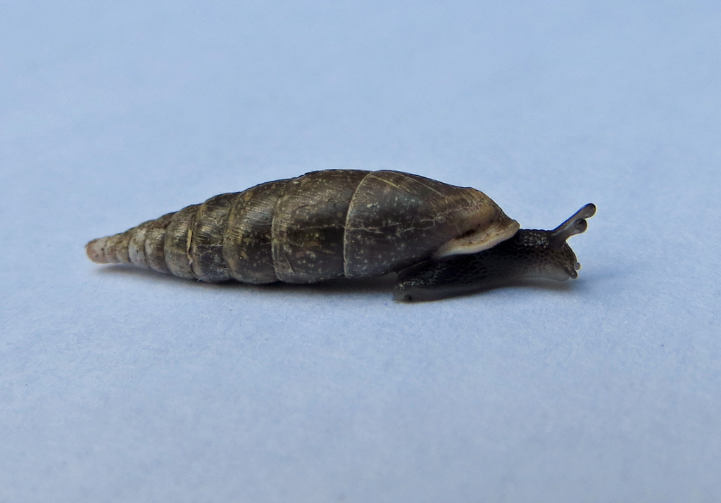 Mollusque gastéropode de la famille des clausilidés. Cette famille d'escargots est caractérisée par une coquille fusiforme et un enroulement sénestre. Le spécimen, collecté dans la litière en sous-bois, pourrait être la grande massue (<em>Macrogastra ventricosa</em>). Longueur de la coquille : 10 mm.
