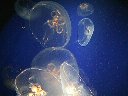 Méduses (Cnidaires, <em>Aurelia aurita</em>), aquarium de La Rochelle. [23692 views]