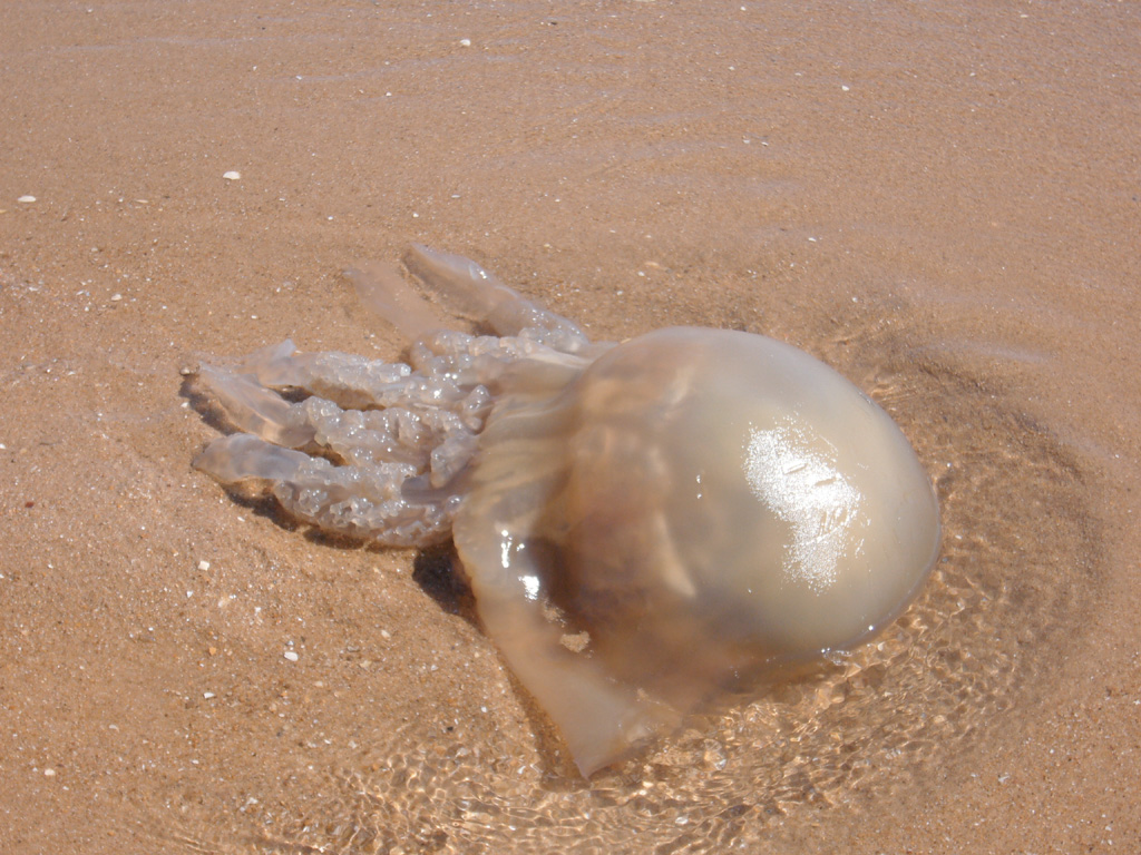 Méduse échouée sur la plage. Ombrelle d'environ 30 cm de diamètre. Vraisemblablement <em>Rhizostoma pulmo</em>.