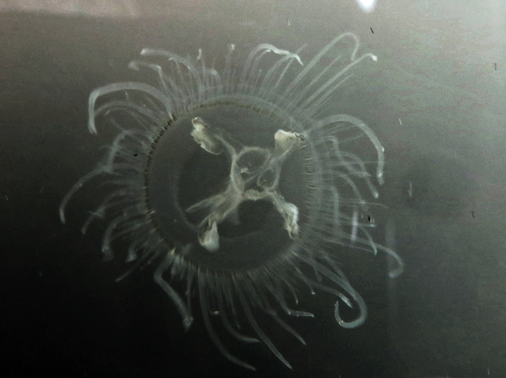 Méduse d'eau douce, <em>Craspedacusta sowerbii</em>. C'est un cnidaire hydrozoaire qui présente une alternance de générations : la génération sexuée est représentée par la forme méduse, et la génération asexuée représentée par un polype. La méduse ne dépasse pas 2 cm de diamètre. Elle vit dans des environnements à courant très faible, avec une bonne qualité de l'eau. Elle porte jusqu’à 400 tentacules périphériques disposés en plusieurs lignes, facilitant la nage et la stabilité et portant les nématocystes (cellules urticantes servant de harpon pour capturer les proies). Elle se nourrit de zooplancton. Elle possède un large estomac central, en forme de vase à base échancrée, et s’ouvrant sur une bouche composée de 4 lèvres légèrement retroussées. Les 4 masses blanchâtres au bord de la corolle sont les gonades. <a href='https://phototheque.enseigne.ac-lyon.fr/photossql/photos.php?RollID=images&FrameID=meduses_eau-douce'>Vue éloignée</a>.
