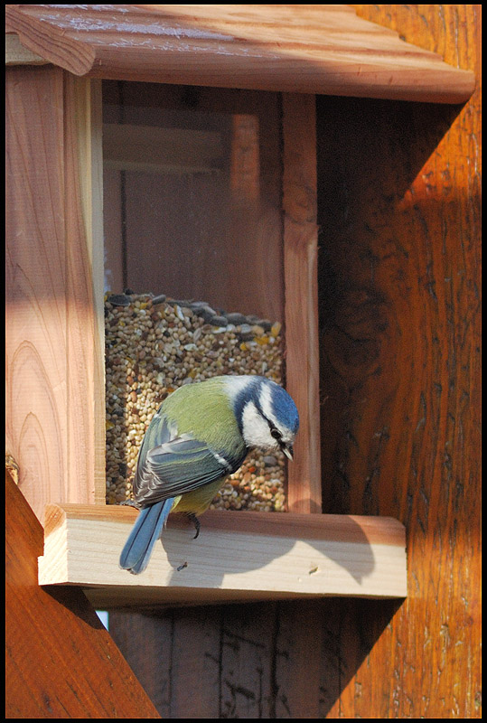 Mésange bleue, <em>Parus caeruleus</em>. Ordre : Passériformes. Famille : Paridés.