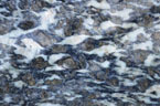 échantillon de métagabbro dans le faciès des schistes bleus, provenant du Queyras. Les minéraux brun-bronze sont du pyroxène relique. Le plagioclase relique est blanc. On distingue aussi des minéraux bleutés, en auréole autour du pyroxène : il s'agit d'amphibole (la glaucophane). En lame mince on verrait aussi de la lawsonite. Les nouveaux minéraux produits (glaucophane et lawsonite) marquent des conditions de métamophisme haute-pression/basse-température. Ces conditions sont caractéristiques d'un enfouissement de matériaux (ici océaniques) à grande profondeur et basse température (contexte de subduction).  [25563 views]
