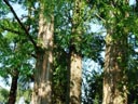 <em>Metasequoïa glyptostroboides</em> - Famille des Taxodiacées ordre des Pinales.
Le métaséquoïa  est originaire de Chine : c'est la dernière espèce vivante du genre <em>Metasequoïa</em> dont l'origine remonte au pliocène, les graines ont été transmises par l'Université d'Harward à l'arboretum de Genève en 1948. [23740 views]