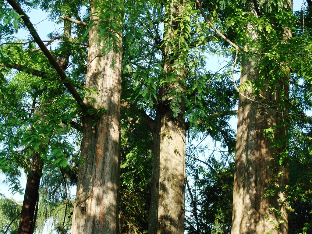 <em>Metasequoïa glyptostroboides</em> - Famille des Taxodiacées ordre des Pinales.
Le métaséquoïa  est originaire de Chine : c'est la dernière espèce vivante du genre <em>Metasequoïa</em> dont l'origine remonte au pliocène, les graines ont été transmises par l'Université d'Harward à l'arboretum de Genève en 1948.