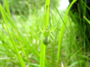 <em>Micrommata sp.</em> femelle présentant une belle homochromie verte avec son environnement (araignée de la famille des Sparassidées).  [7715 views]