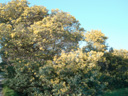 Mimosa : <em>Acacia dealbata</em> - familles des Mimosacées ; ordre des Fabales ; clade des angiospermes.  Cette espèce est trouvée à l'état sauvage sur les côtes méditerranéennes et atlantiques. La floraison survient de janvier à mars sous forme de petits pompons jaunes disposés en grappes. Les feuilles sont divisées en folioles, divisées à leur tour en très fines foliolules. [8362 views]