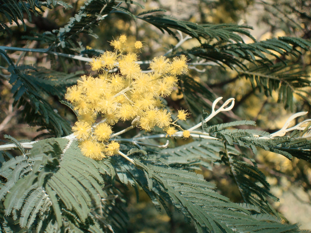 Mimosa : <em>Acacia dealbata</em> - familles des Mimosacées ; ordre des Fabales ; clade des angiospermes.  Cette espèce est trouvée à l'état sauvage sur les côtes méditerranéennes et atlantiques. La floraison survient de janvier à mars sous forme de petits pompons jaunes disposés en grappes. Les feuilles sont divisées en folioles, divisées à leur tour en très fines foliolules.
