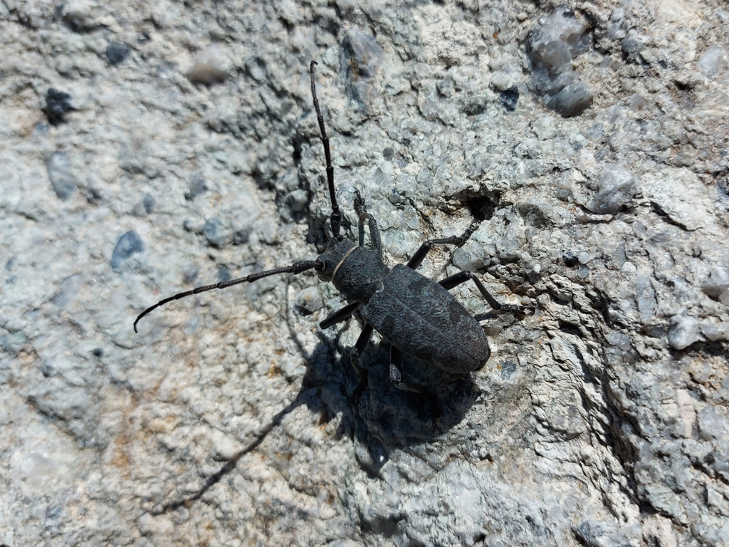Morime rugueux (<em>Morimus asper</em> (Sulzer), <em>Insecta</em>, <em>Coleoptera</em>, <em>Cerambycidae</em>, <em>Lamiinae</em>). Très gros longicorne (ou capricorne), sans ailes fonctionnelles (les élytres sont soudés), aux très longues antennes ; chez le mâle, elles atteignent le double du corps ! Les larves saproxylophages (mangent du bois en décomposition) habitent préférentiellement les troncs de hêtres, de chênes, mais aussi parfois ceux des conifères. En mangeant le bois mort, ils permettent son recyclage, c'est pourquoi les longicornes (et les autres saproxylophages) sont qualifiés de « régénérateurs des forêts ». Mais les coupes intempestives et l'élimination quasi systématique des gros fûts manquent gravement à ces animaux, pourtant indispensables.