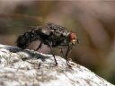 La mouche à damier ou mouche grise à viande (Diptère, Calliphoridae, <i>Sarcophaga carnaria</i>). Mouche volant de mars à octobre. La larve se développe dans les cadavres et les excréments. [6621 views]