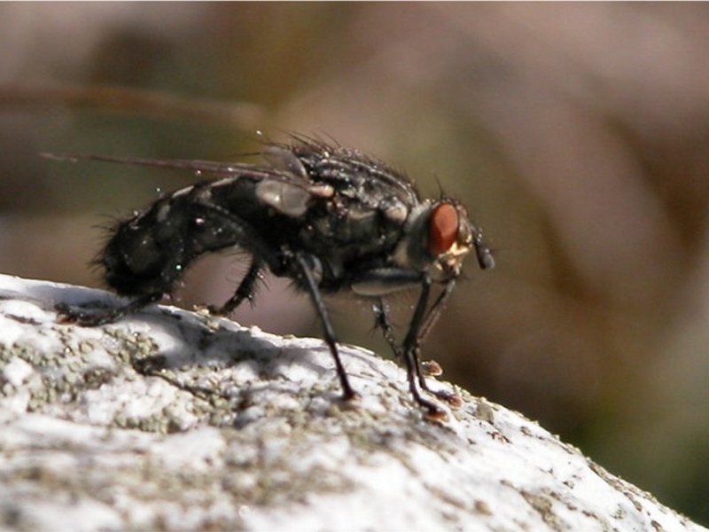 La mouche à damier ou mouche grise à viande (Diptère, Calliphoridae, <i>Sarcophaga carnaria</i>). Mouche volant de mars à octobre. La larve se développe dans les cadavres et les excréments.
