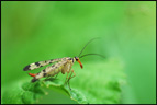 Insectes, Mécoptères, <em>Panorpa communis</em>, mouche scorpion femelle. <a href='https://phototheque.enseigne.ac-lyon.fr/photossql/photos.php?RollID=images&FrameID=mouche_scorpion_male'>Voir le mâle</a>. [3493 views]