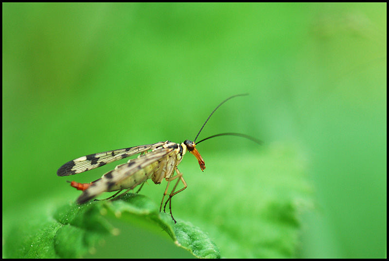 Insectes, Mécoptères, <em>Panorpa communis</em>, mouche scorpion femelle. <a href='https://phototheque.enseigne.ac-lyon.fr/photossql/photos.php?RollID=images&FrameID=mouche_scorpion_male'>Voir le mâle</a>.