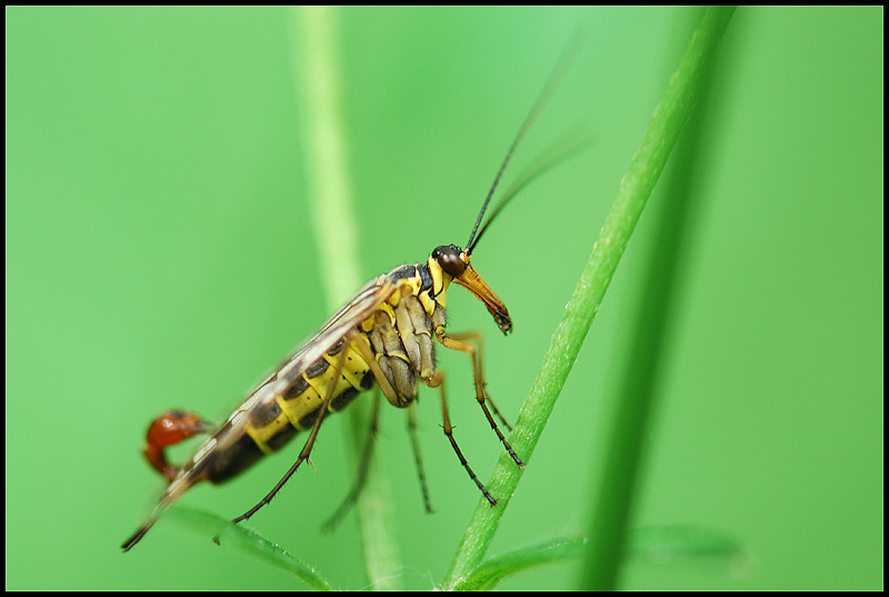 Insectes, Mécoptères, <em>Panorpa communis</em>, mouche scorpion mâle. <a href='https://phototheque.enseigne.ac-lyon.fr/photossql/photos.php?RollID=images&FrameID=mouche_scorpion_femelle'>Voir la femelle</a>.
