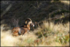 Mouflon (<em>Ovis ammon</em>) mâle. Tous les mouflons que l'on trouve en France sont originaires de Corse ou de Sardaigne. Le mâle se reconnaît à ses grandes cornes en spirale. [26211 views]